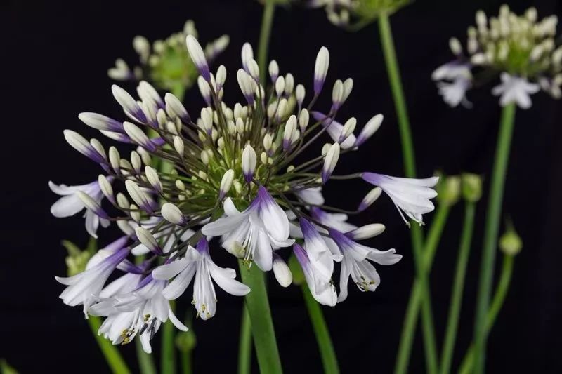 ZYEEN分享|2019英國切爾西花展花園大獎已評出，看看今年的園子有什么不一樣(圖8)